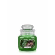 Country Candle Balsam Fir vonná svíčka mini 1-knotová (104 g)