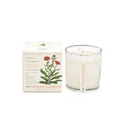 KOBO Plant the Box Catalan Calendula vonná svíčka (10oz / 283g)